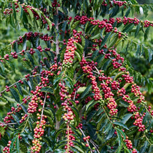 Load image into Gallery viewer, Sulawesi Yolan Tirta Microlot - Green Beans