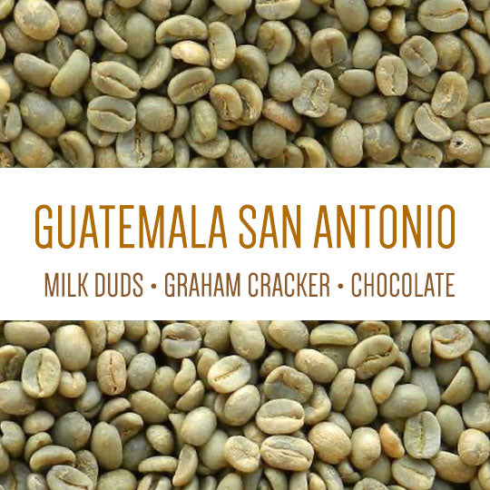 Guatemala San Antonio Washed -  GREEN BEANS