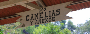 Guatemala Patzun Finca Las Camelias Roasted