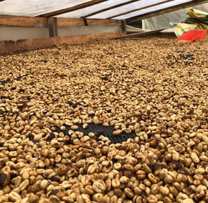 Colombia Nariño Aponte - Royal Reserva Honey Process -  GREEN BEANS