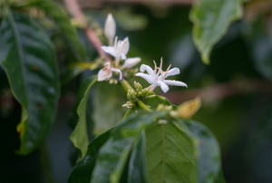 Sulawesi Yolan Tirta Microlot