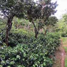 Load image into Gallery viewer, Costa Rica El Poeta