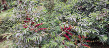 Load image into Gallery viewer, Ethiopia Halo Beriti Yirgacheffe Bekele Gemeda Washed GREEN BEANS