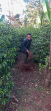Load image into Gallery viewer, Ethiopia Halo Beriti Yirgacheffe Bekele Gemeda Washed GREEN BEANS