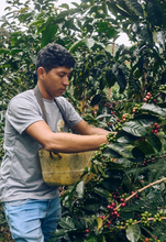 Load image into Gallery viewer, Peru Antony Vasquez Washed