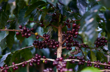 Load image into Gallery viewer, Guatemala Santa Rosa