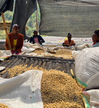 Load image into Gallery viewer, Ethiopia Sidama Ayla Shantawene Ultralight Washed