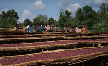 Load image into Gallery viewer, Ethiopia Buncho Honey Sidama (GREEN)