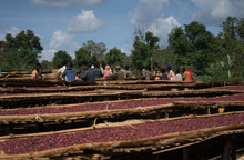 Load image into Gallery viewer, Ethiopia Buncho Honey Sidama Light Roast