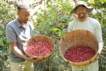 Load image into Gallery viewer, Ethiopia Kayon Mountain – Organic Natural Guji (Light Roast)