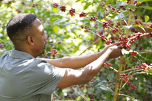 Load image into Gallery viewer, Ethiopia Kayon Mountain – Organic Natural Guji (Light Roast)