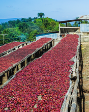 Load image into Gallery viewer, Ethiopia Kayon Mountain – Organic Natural Guji (Light Roast)