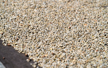 Load image into Gallery viewer, Sumatra Ache DP Harimau Tiger Micro-lot