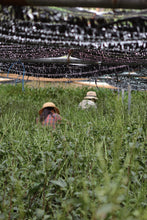 Load image into Gallery viewer, Samidori Single Cultivar Matcha