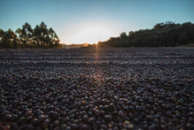 Load image into Gallery viewer, Brazil Serra Negra Natural