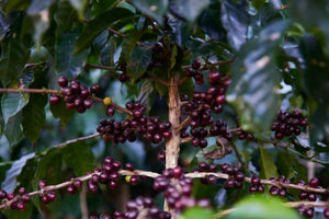 Guatemala Huehuetenango - Waykan