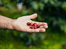Load image into Gallery viewer, Guatemala Huehuetenango Fair Trade Organic Bird Friendly