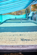 Load image into Gallery viewer, Colombia Nariño Organic + Fair Trade Washed GREEN