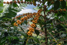 Load image into Gallery viewer, Brazil Serra Negra Natural