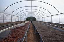 Load image into Gallery viewer, Nicaragua Washed GREEN BEANS