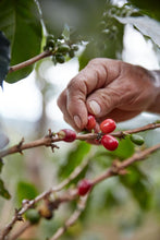 Load image into Gallery viewer, Colombia Nariño Organic + Fair Trade Washed GREEN