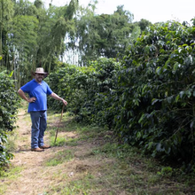 Load image into Gallery viewer, Colombia Finca Milan Culturing Nitro "Toffee" Fermentation Caturra